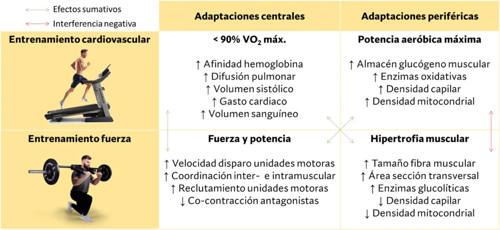 Cómo integrar cardio con hipertrofia 1 como integrar cardio con hipertrofia