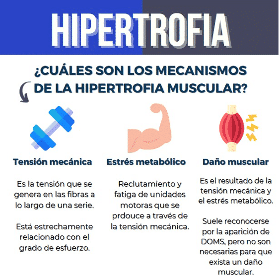 Consejos para optimizar entrenamiento de hipertrofia 1 consejos para optimizar entrenamiento de hipertrofia