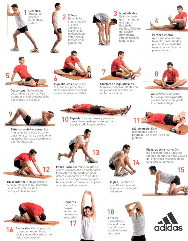 Guía para rutinas de flexibilidad y estiramientos 1 guia para rutinas de flexibilidad y estiramientos