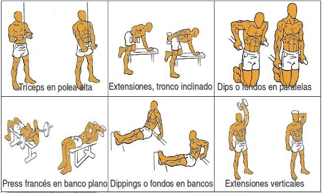 Pasos para rutinas de entrenamiento para tríceps 1 pasos para rutinas de entrenamiento para triceps